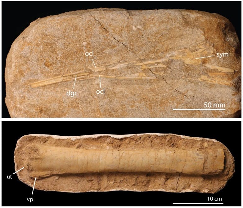 carbon dating skeletons